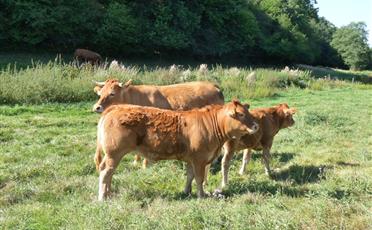 Les animaux de la Ferme de La Maison Neuve à La Ferrière en Vendée - Accueil paysan - La Maison Neuve - La Ferrière