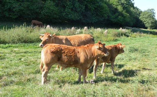 Les animaux de la Ferme de La Maison Neuve à La Ferrière en Vendée