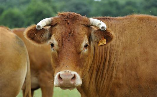 Les animaux de la Ferme de La Maison Neuve à La Ferrière en Vendée