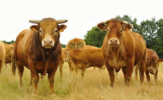 Les animaux de la Ferme de La Maison Neuve à La Ferrière en Vendée