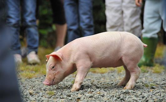 Les animaux de la Ferme de La Maison Neuve à La Ferrière en Vendée