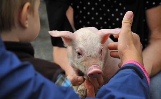 Les animaux de la Ferme de La Maison Neuve à La Ferrière en Vendée