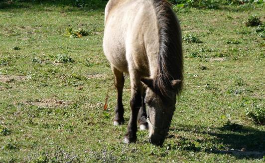 Les animaux de la Ferme de La Maison Neuve à La Ferrière en Vendée