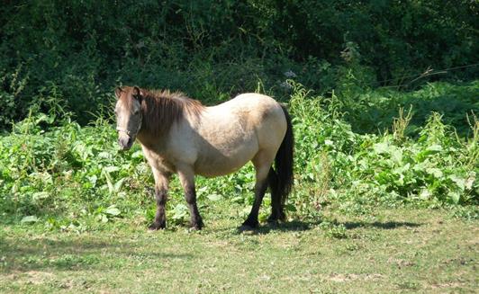 Les animaux de la Ferme de La Maison Neuve à La Ferrière en Vendée