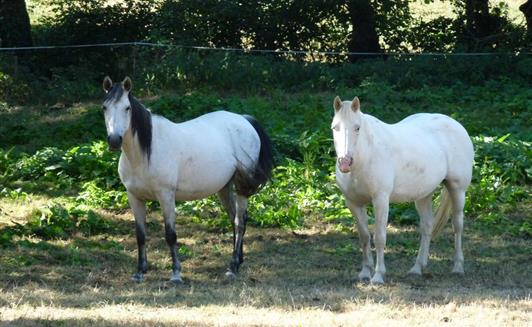 Les animaux de la Ferme de La Maison Neuve à La Ferrière en Vendée