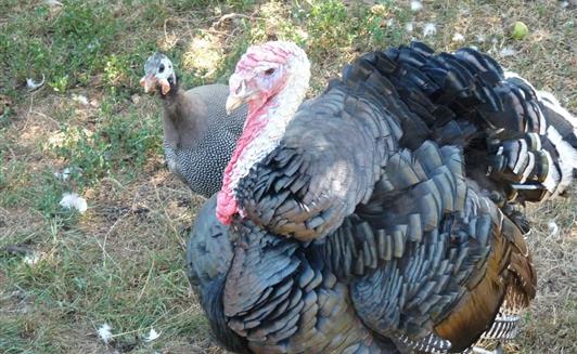 Les animaux de la Ferme de La Maison Neuve à La Ferrière en Vendée