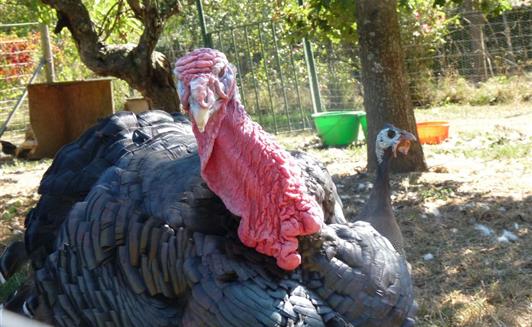 Les animaux de la Ferme de La Maison Neuve à La Ferrière en Vendée