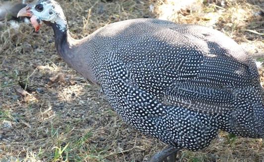 Les animaux de la Ferme de La Maison Neuve à La Ferrière en Vendée