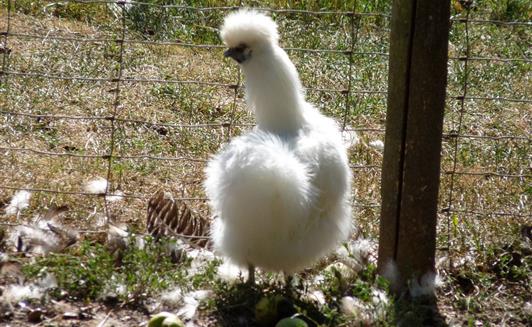 Les animaux de la Ferme de La Maison Neuve à La Ferrière en Vendée