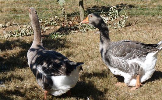 Les animaux de la Ferme de La Maison Neuve à La Ferrière en Vendée