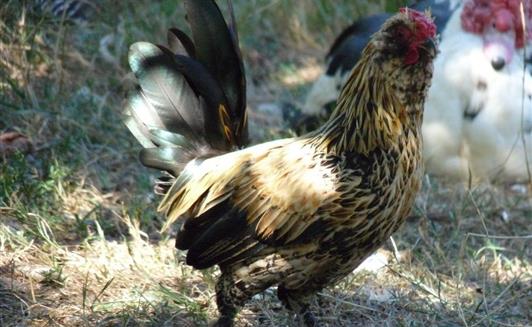 Les animaux de la Ferme de La Maison Neuve à La Ferrière en Vendée