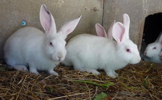 Les animaux de la Ferme de La Maison Neuve à La Ferrière en Vendée