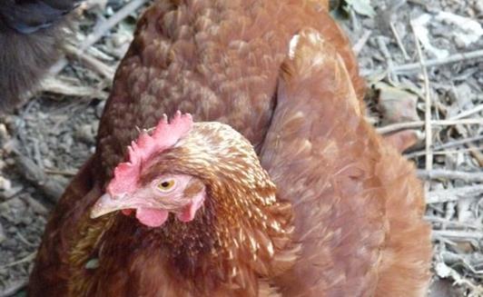 Les animaux de la Ferme de La Maison Neuve à La Ferrière en Vendée