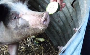 Activités à la ferme de la Maison Neuve à La Ferrière en Vendée - Accueil paysan - La Maison Neuve - La Ferrière