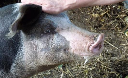 Activités à la ferme de la Maison Neuve à La Ferrière en Vendée