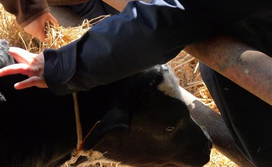 Activités à la ferme de la Maison Neuve à La Ferrière en Vendée
