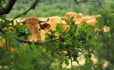 Vente de viande bovine bio à la Ferme de la Maison Neuve à La Ferrière en Vendée - Accueil paysan - La Maison Neuve - La Ferrière
