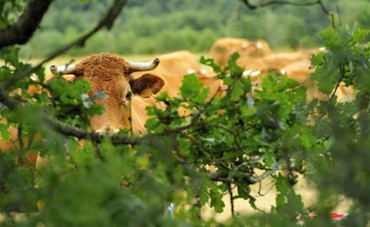 Vente de viande bovine bio à la Ferme de la Maison Neuve à La Ferrière en Vendée