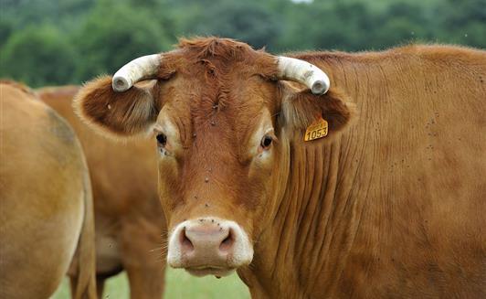Vente de viande bovine bio à la Ferme de la Maison Neuve à La Ferrière en Vendée