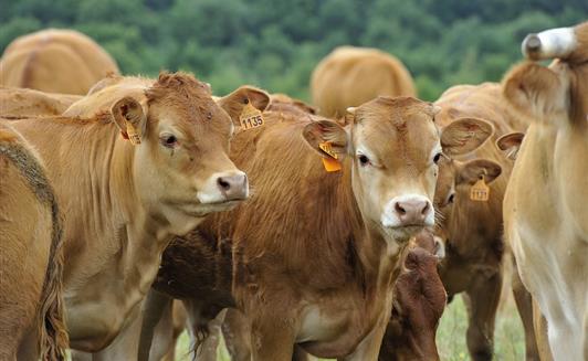 Vente de viande bovine bio à la Ferme de la Maison Neuve à La Ferrière en Vendée