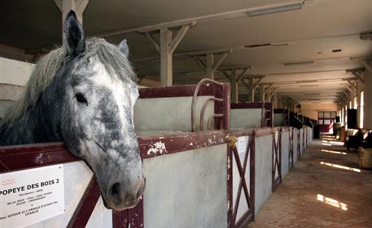 Haras de La Roche sur Yon proche de la ferme de la Maison Neuve à la Ferrière en Vendée