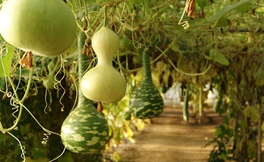 Le Potager Extraordinaire à La Mothe-Achard proche de la ferme de La Maison Neuve à La Ferrière en Vendée